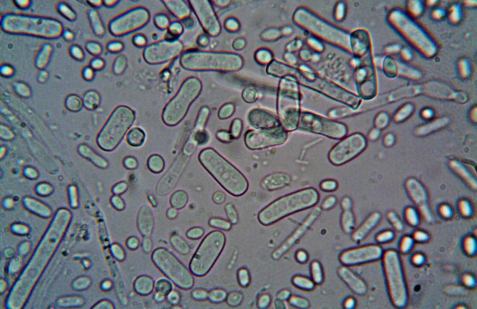 close-up of probiotic bacteria under a microscope