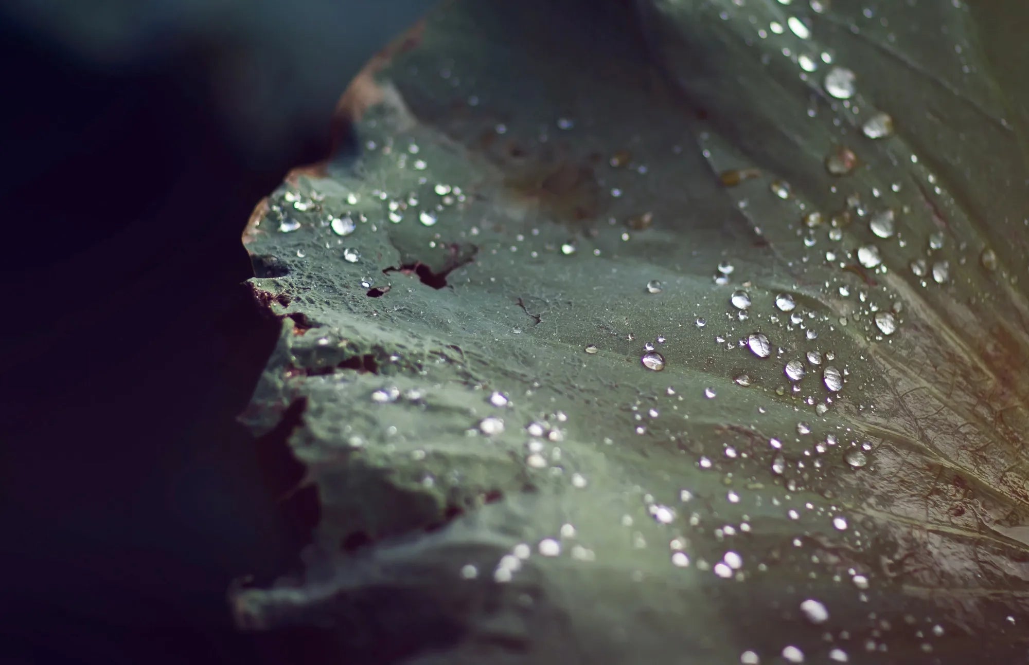 Best Probiotic Supplements of 2023