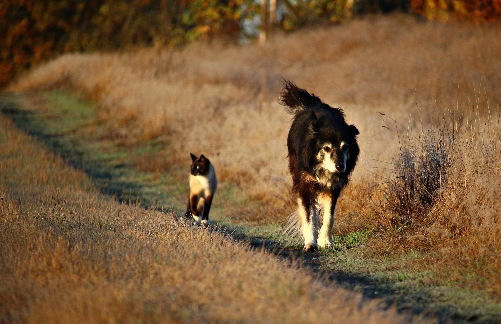 Elderly black dog walking on a path followed by a Siamese cat, both in a dry grassy landscape at golden hour.