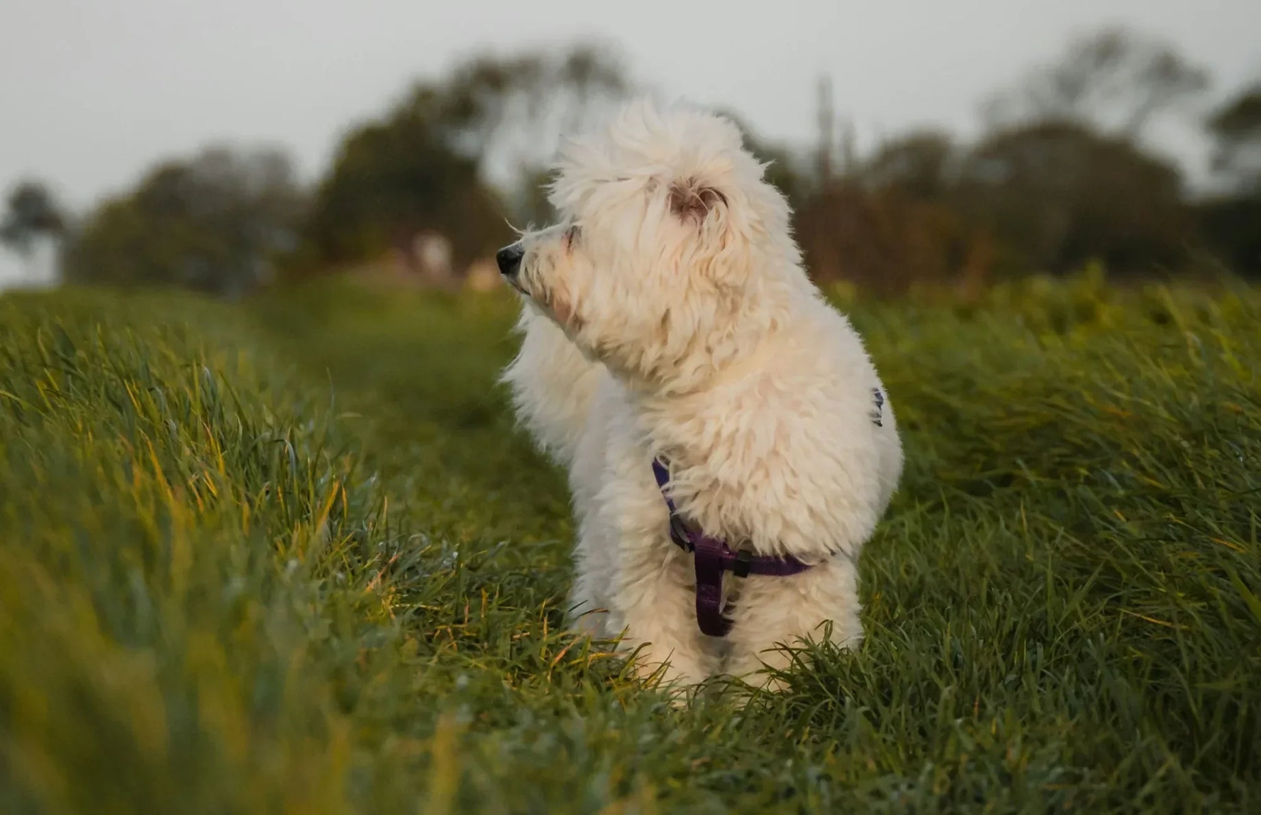 Happy white dog enjoying the outdoors, supported by probiotics for pet health and digestion