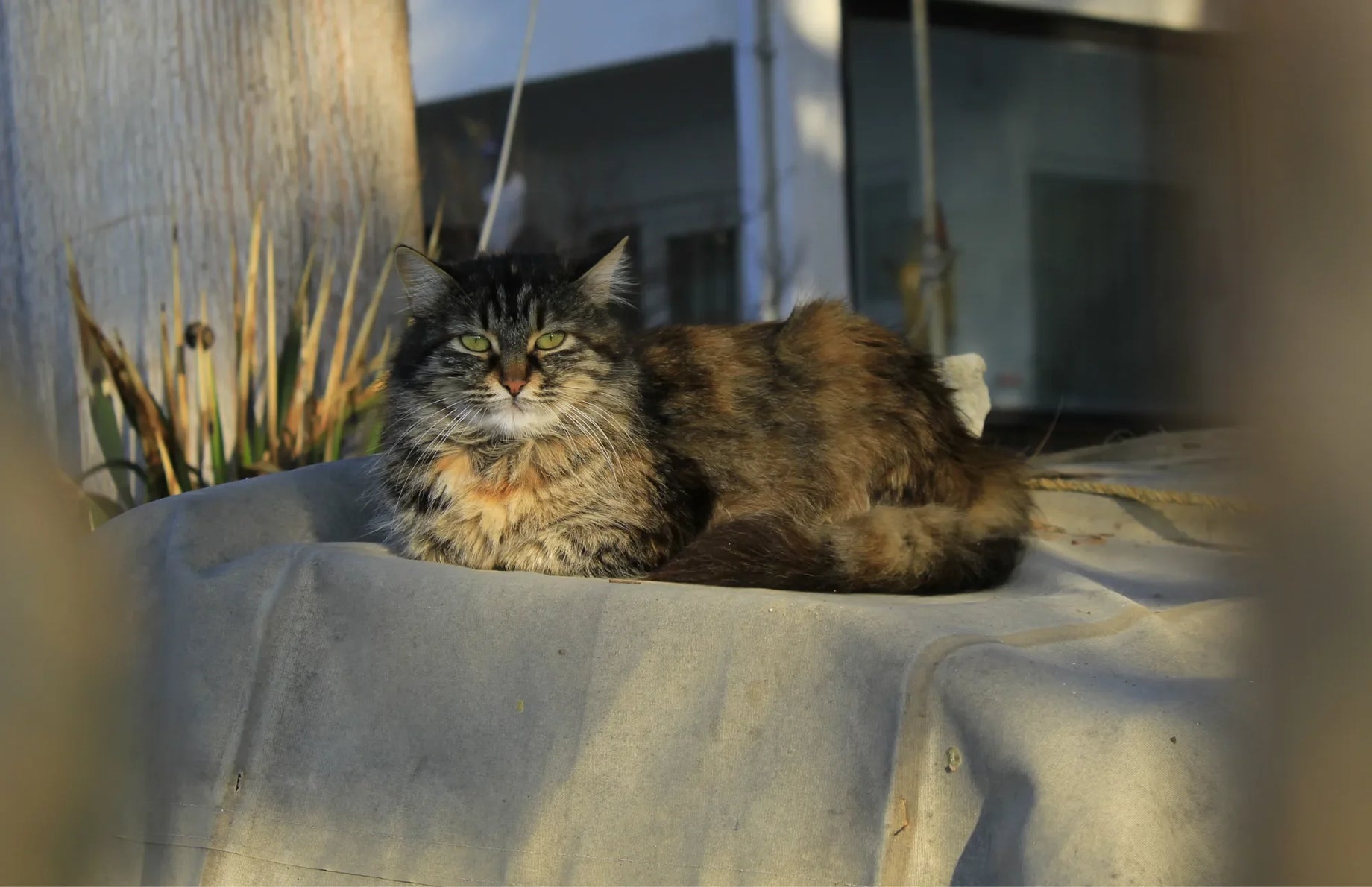 Healthy cat relaxing outdoors, supported by gut-friendly probiotics for pets