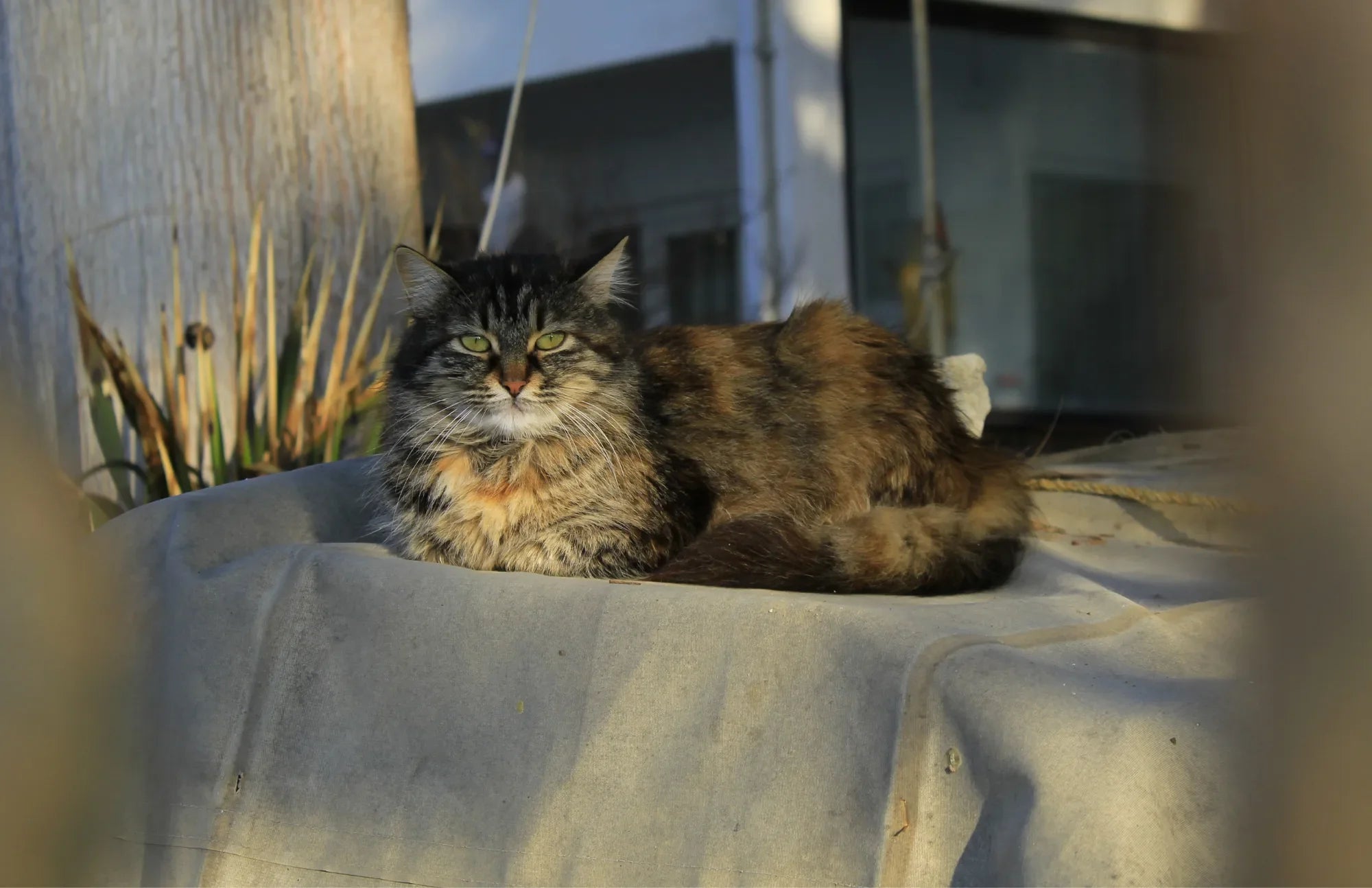 Healthy cat relaxing outdoors, supported by gut-friendly probiotics for pets