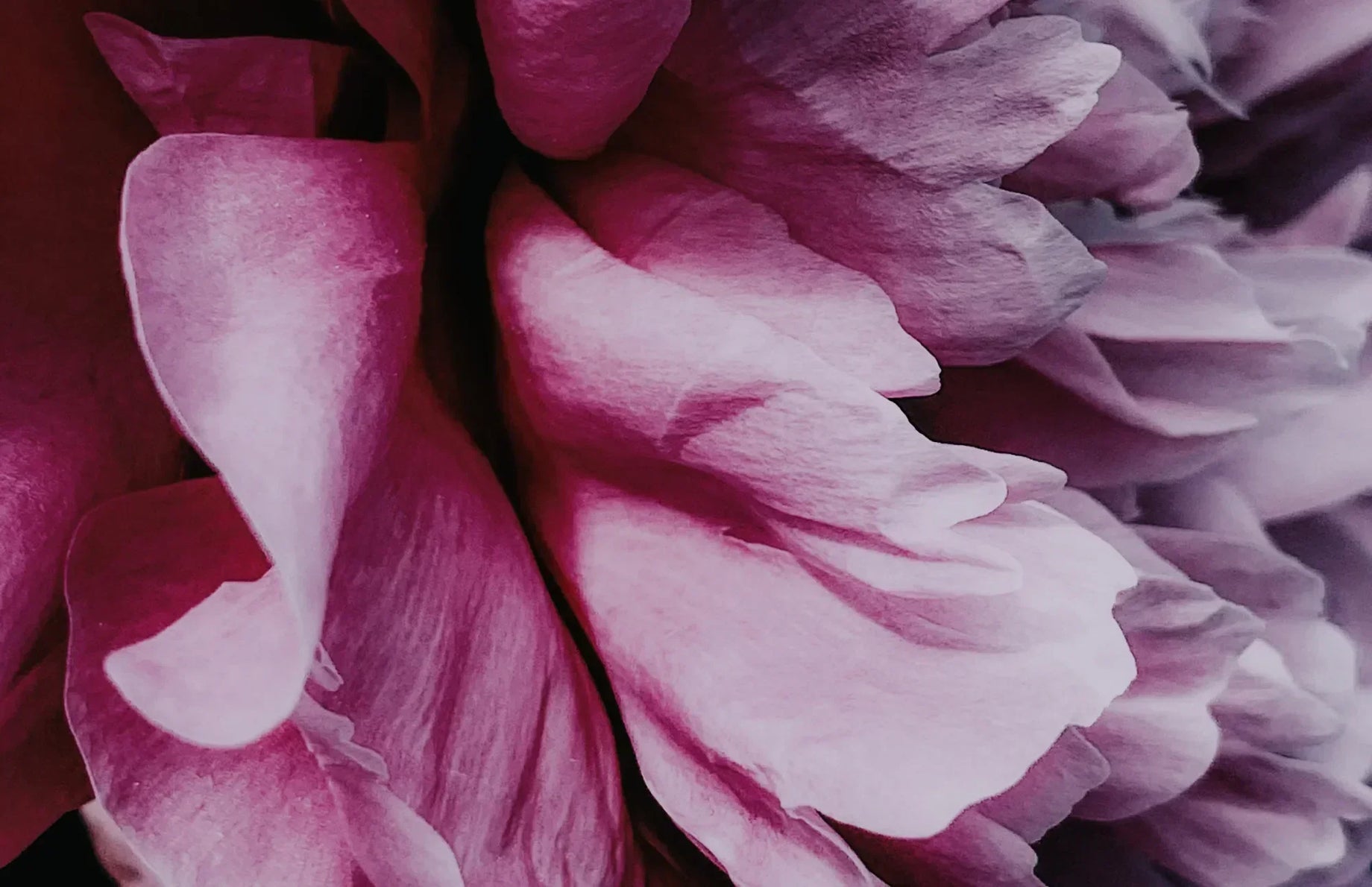 Close-up of pink flower petals, symbolizing natural healing and probiotic support for thrush prevention