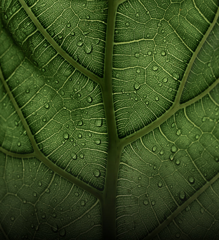 Omni-Biotic Gut Restoration with natural ingredients