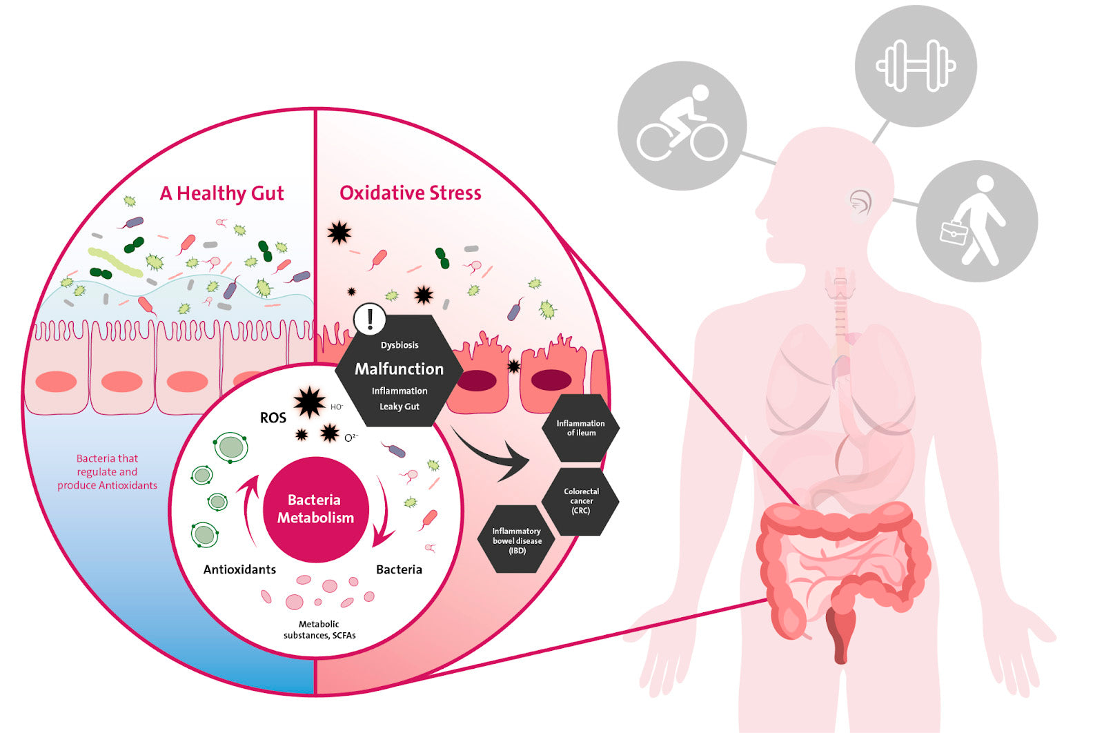Omni-Biotic Power for supporting athletic gut health