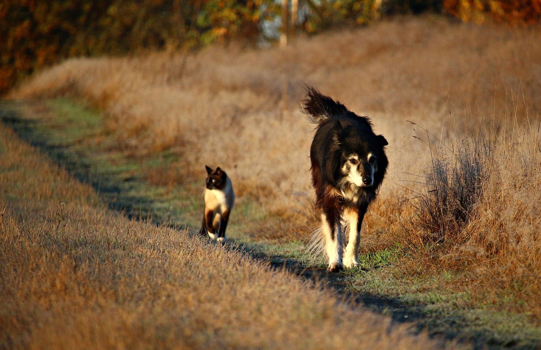 The Impact of Antibiotics on Pet Gut Health: How Probiotics Can Help