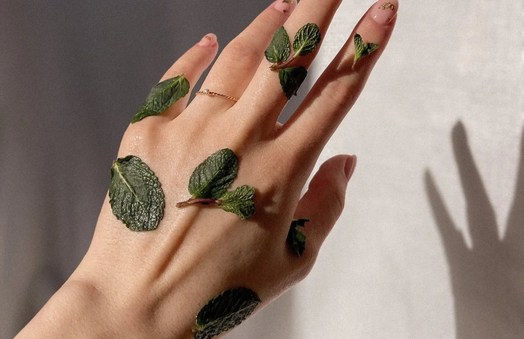 Close-up of a hand adorned with fresh mint leaves, evoking natural healing, gut-friendly herbs, and the refreshing benefits of probiotic use.