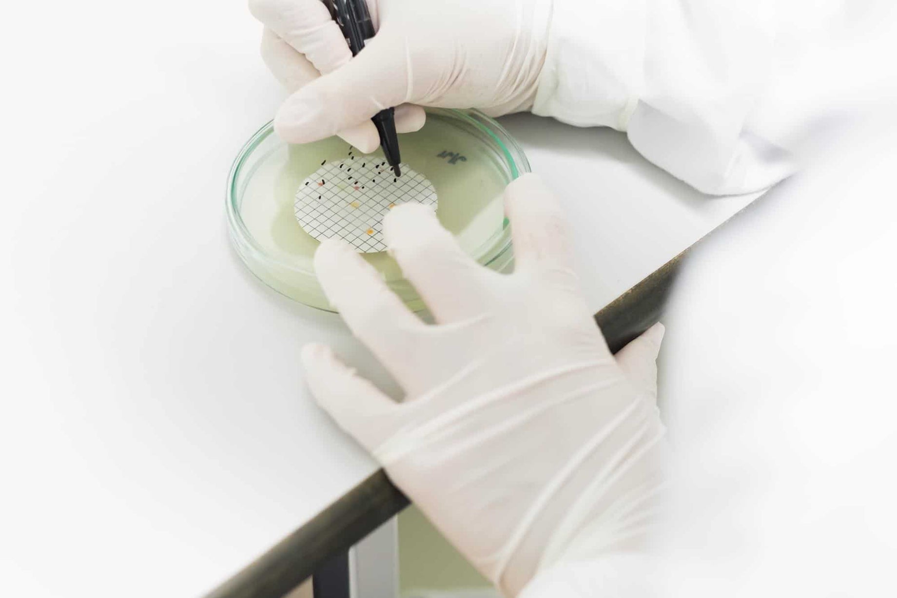 Probiotic Bacteria Colony Forming Units Being Cultivated and Counted in an Agar Plate in a Laboratory