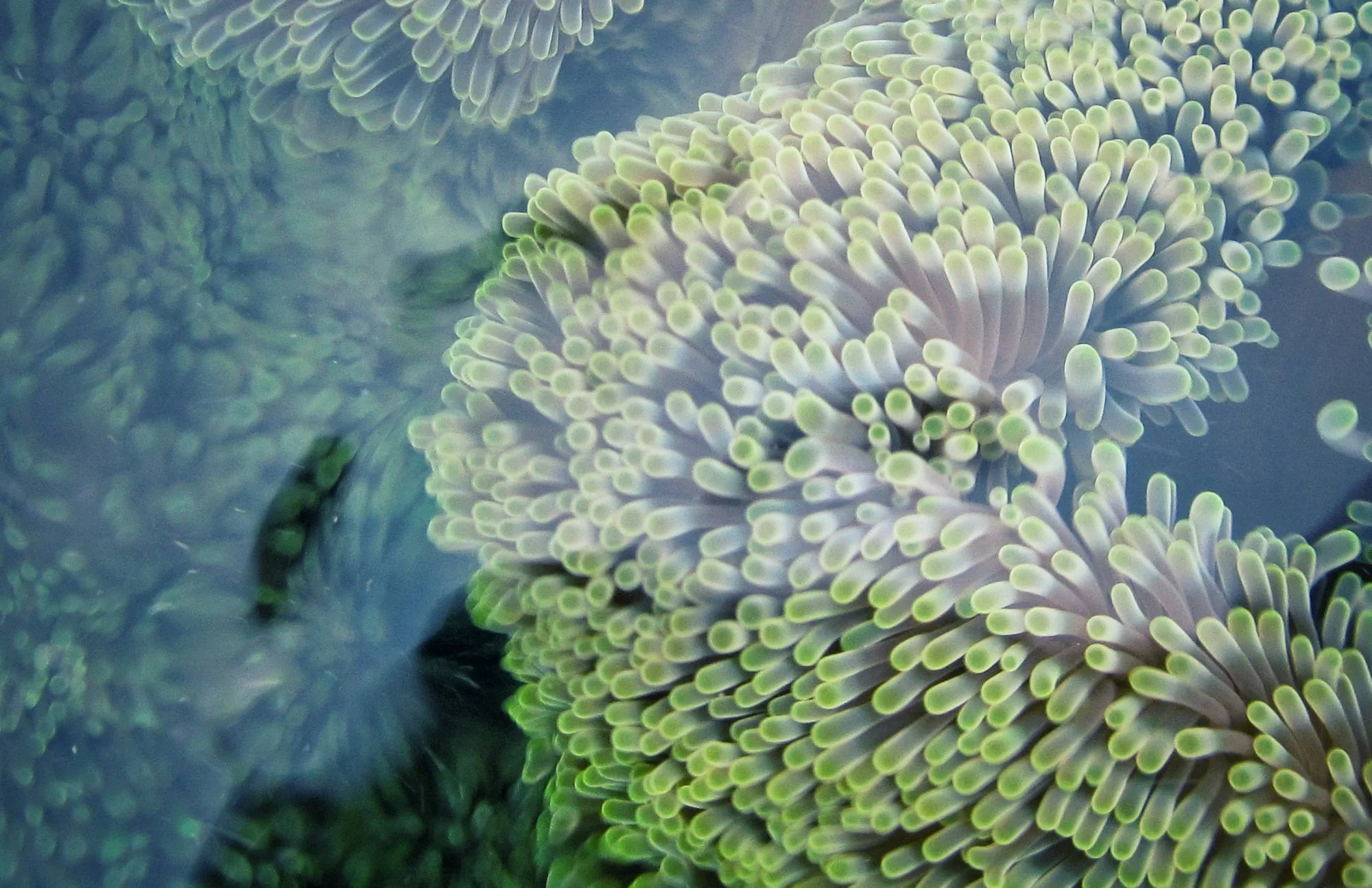 Microscopic view of beneficial probiotic bacteria, representing different types of gut-supporting strains
