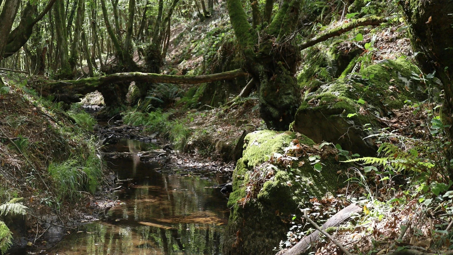 Precision Prebiotics